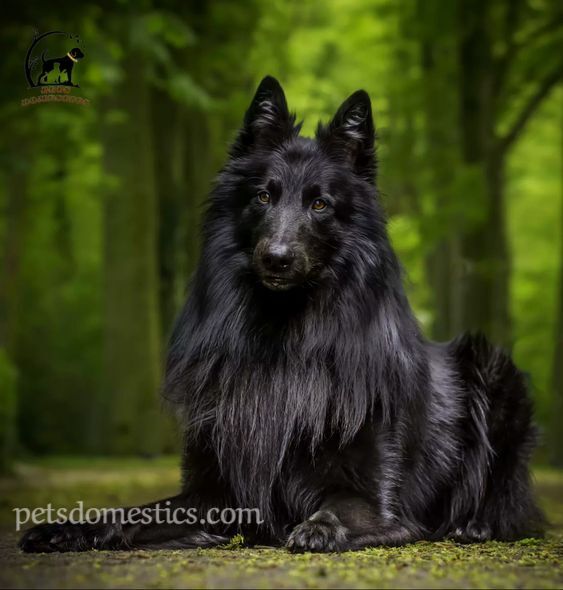 black german shepherds