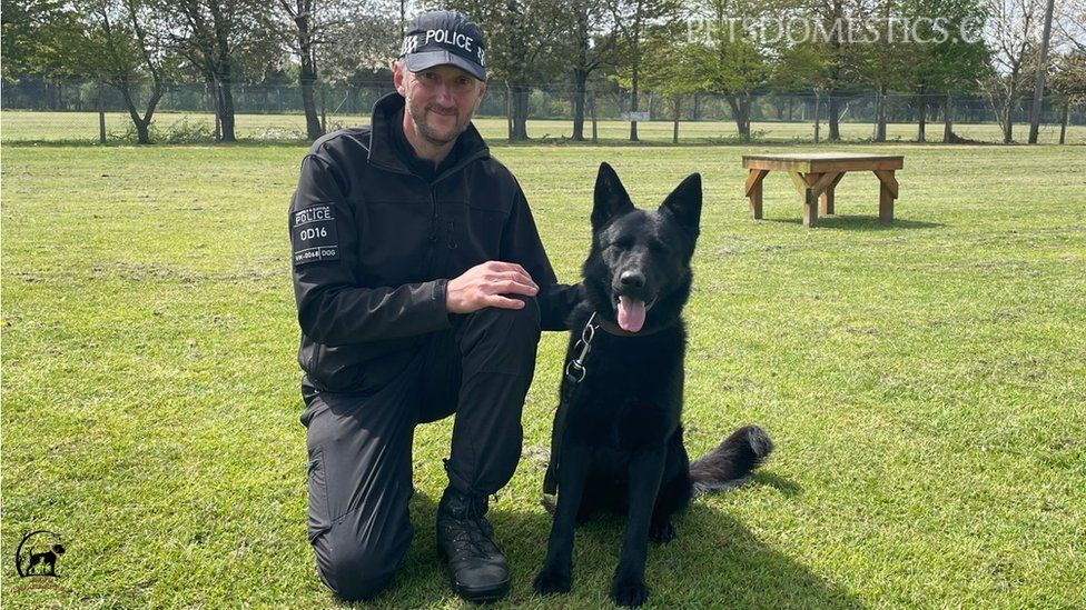 black german shepherds