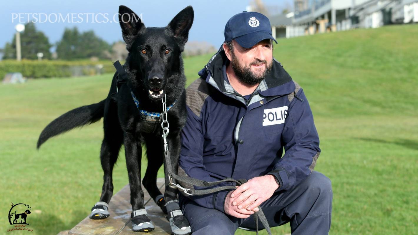 black german shepherds