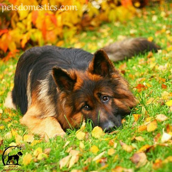 Sable German Shepherd