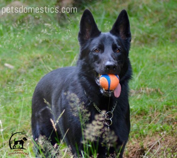 black german shepherds