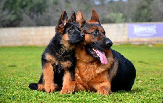 sable german shepherd