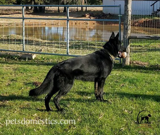 black german shepherds