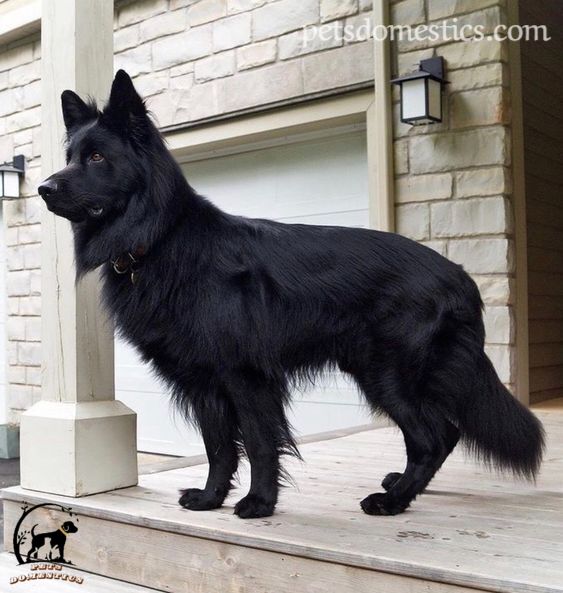 black german shepherds