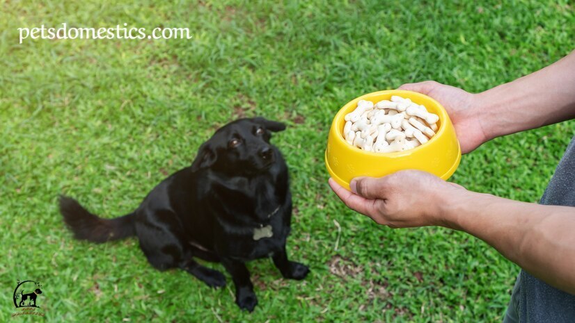 black german shepherds