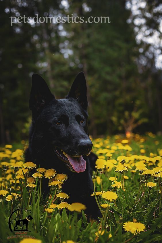 black german shepherds