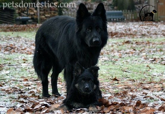 black german shepherds