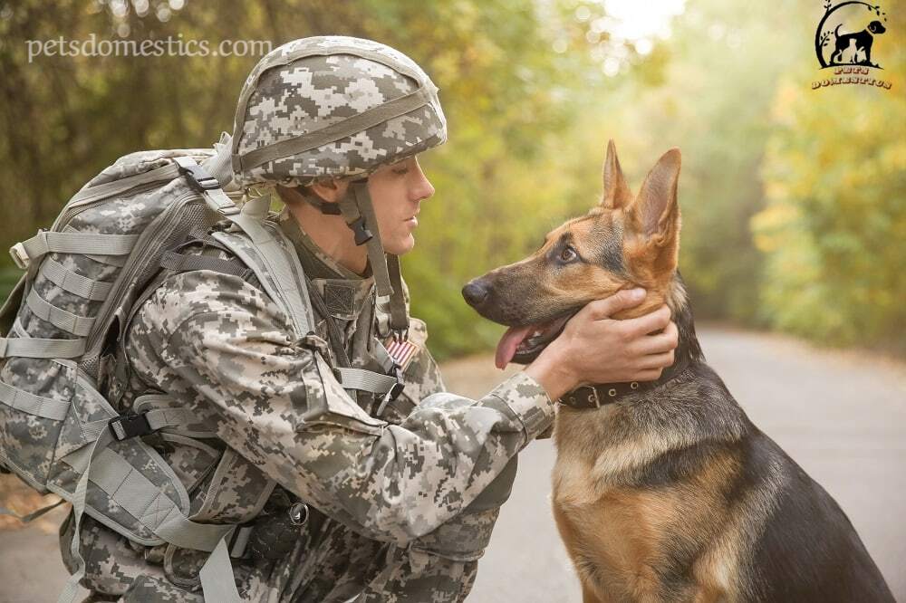 Sable German Shepherd