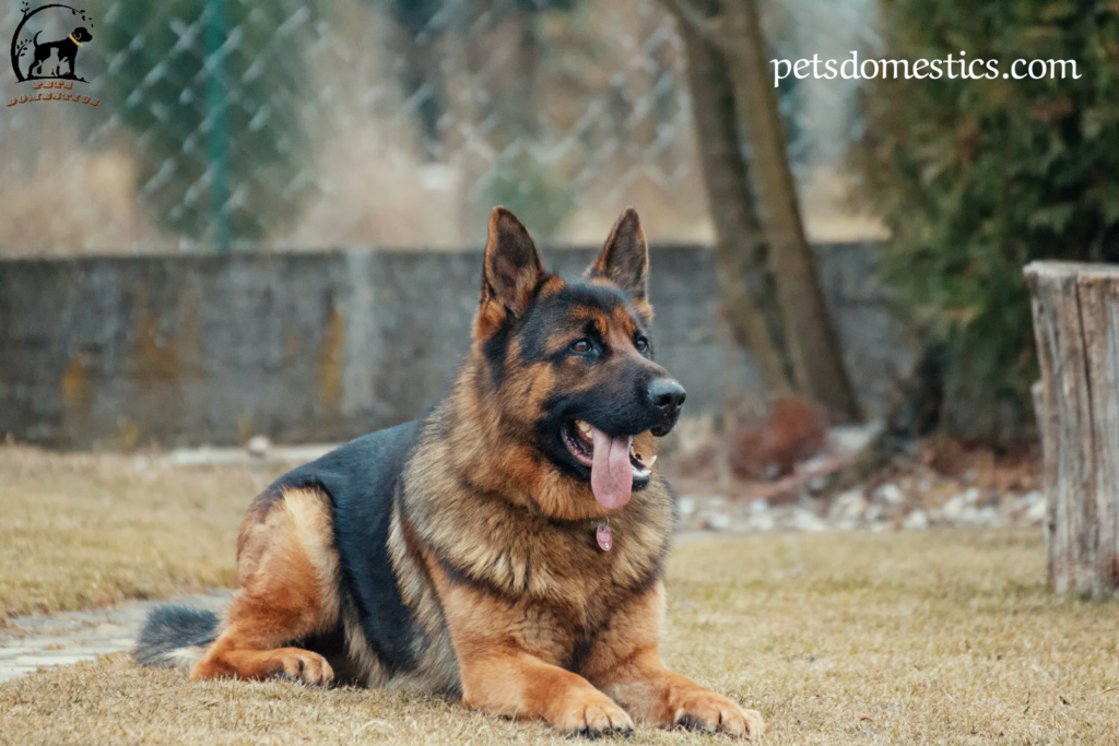 Sable German Shepherd