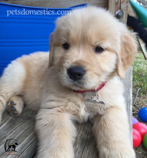 Mini Golden Retriever