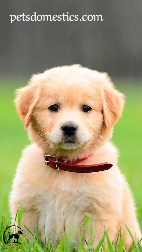 Mini Golden Retriever