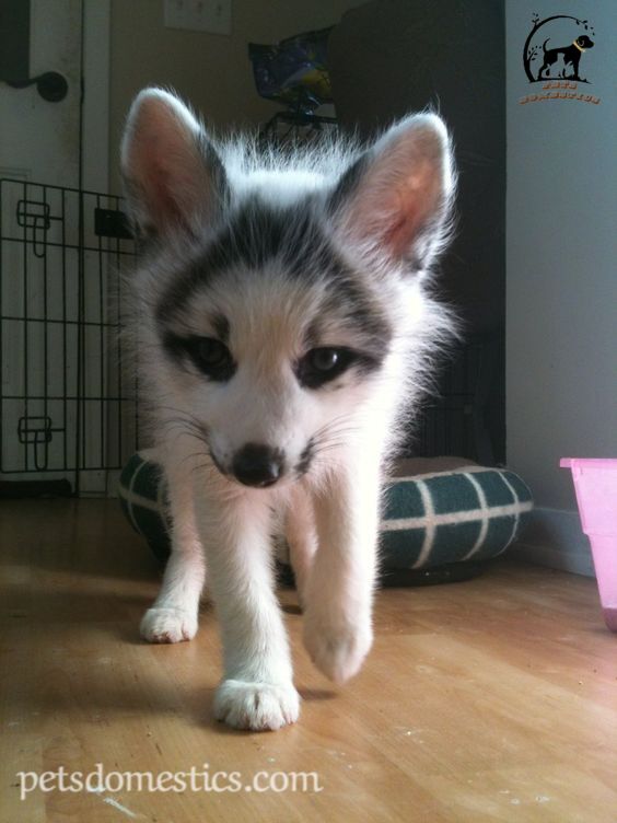 Canadian Marble Fox