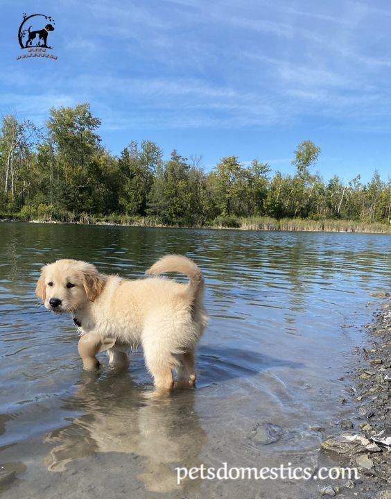 Mini Golden Retriever