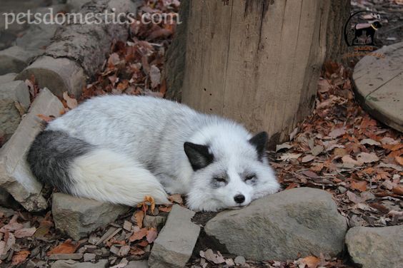 Canadian Marble Fox