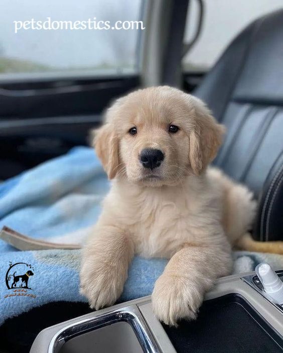 Mini Golden Retriever