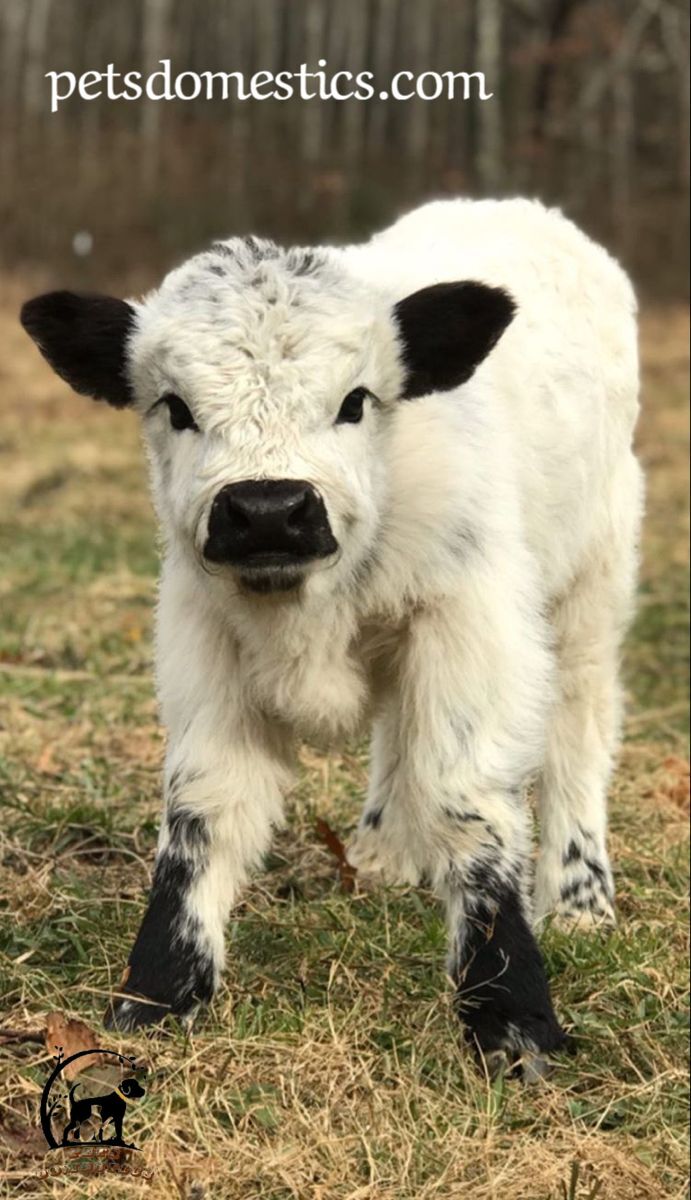 Mini Highland Cow 