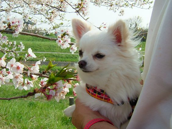 Long Hair Chihuahua