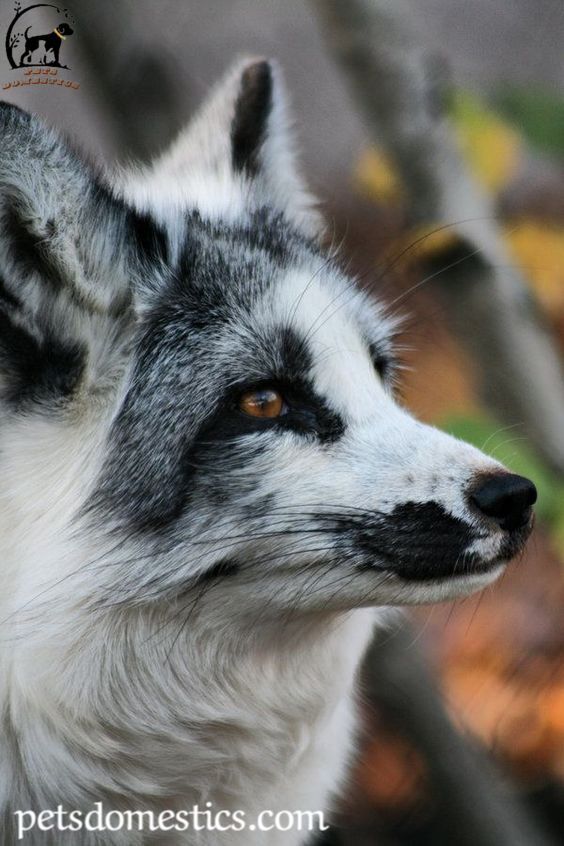 Canadian Marble Fox