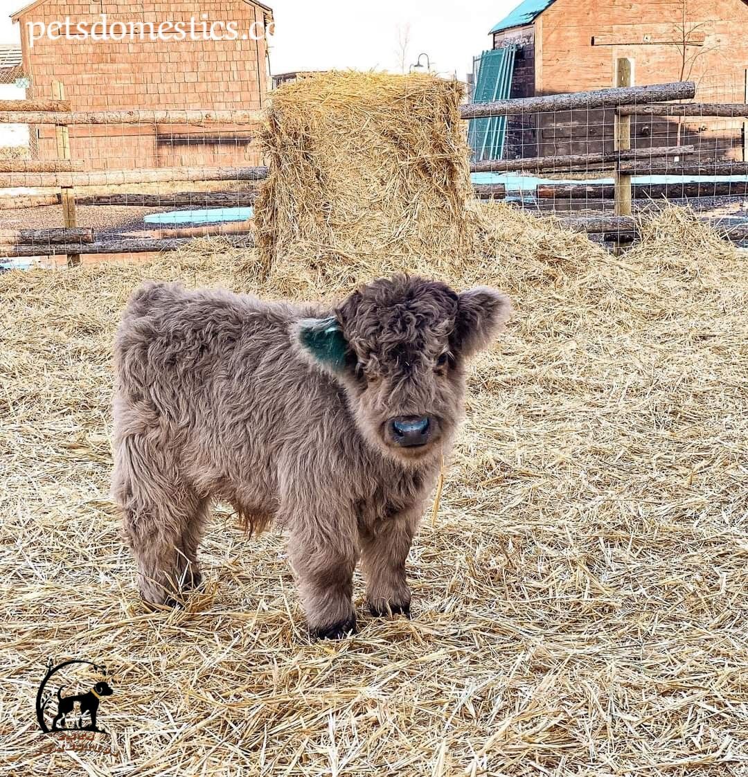 Mini Highland Cow 