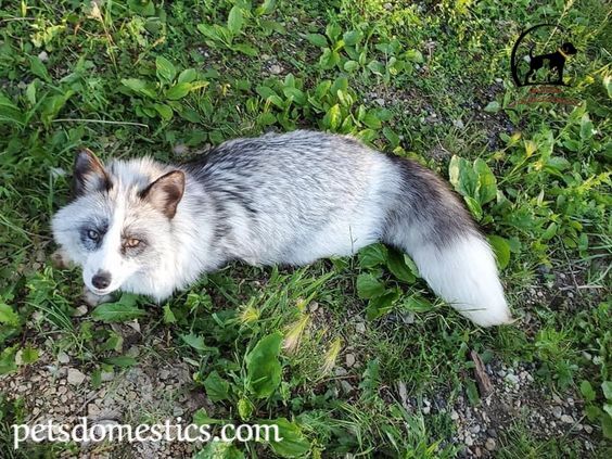 Canadian Marble Fox