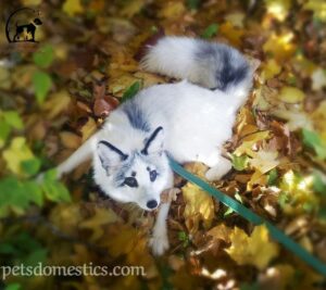 Canadian Marble Fox