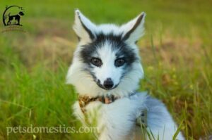 Canadian Marble Fox