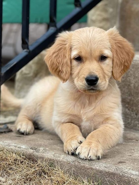 Mini Golden Retriever