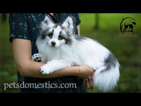 Canadian Marble Fox