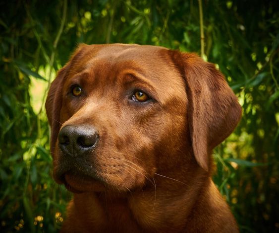 Red Fox Lab