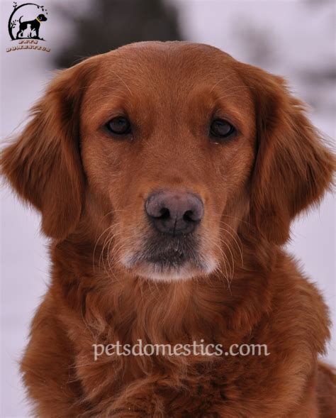 Red Golden Retriever