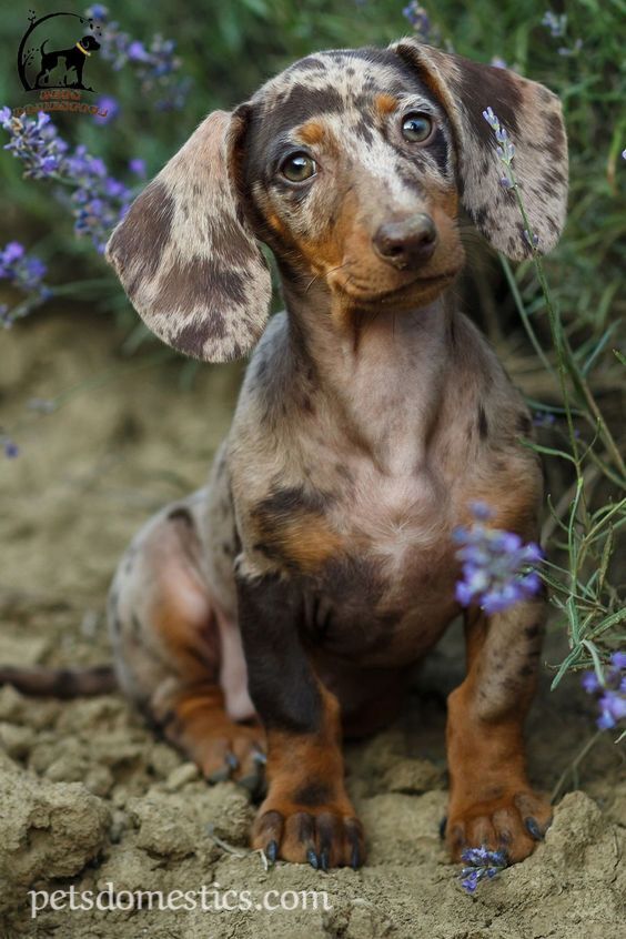 Dapple Dachshund