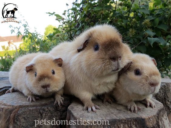 Teddy Guinea Pig