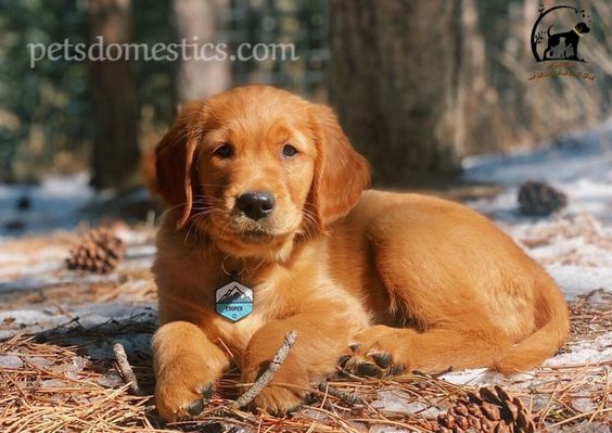 Red Golden Retriever