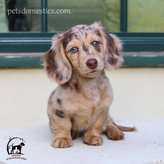 Dapple Dachshund