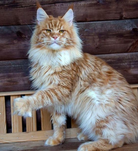 Orange Maine Coon