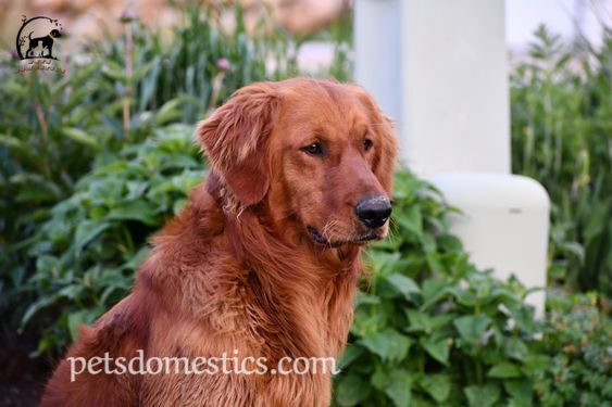 Red Golden Retriever