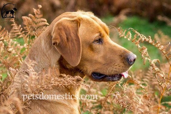 Red Fox Lab