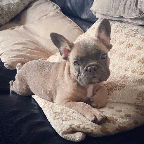 Lilac French Bulldog