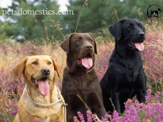 Black Golden Retriever