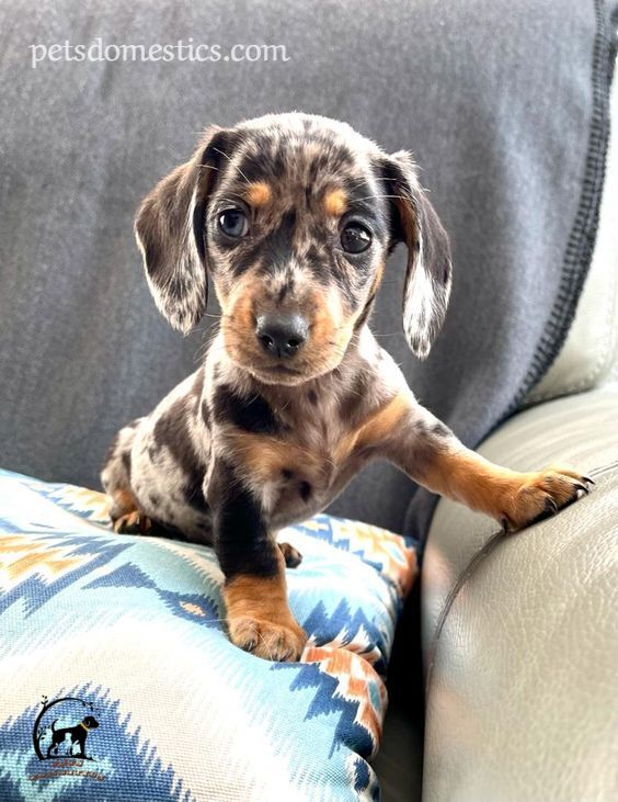 Dapple Dachshund