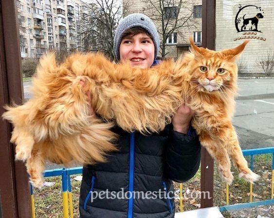 Orange Maine Coon