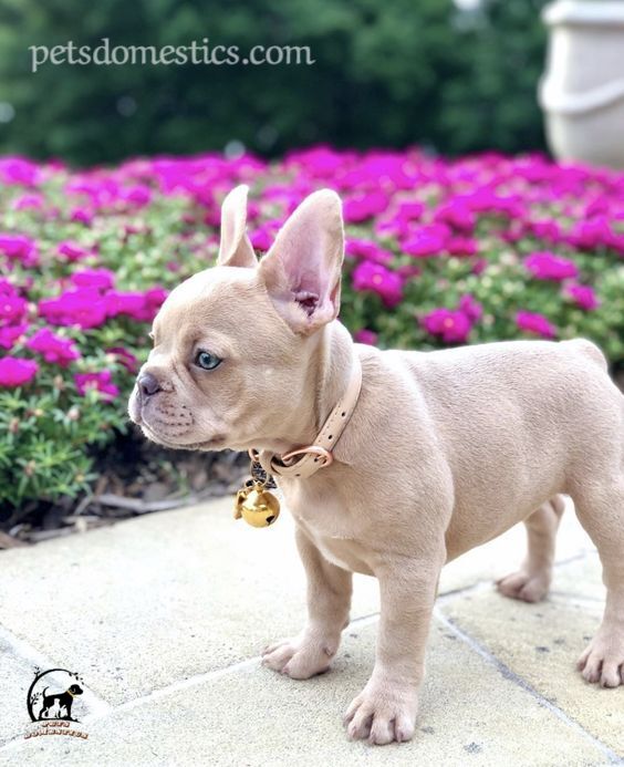 Lilac French Bulldog