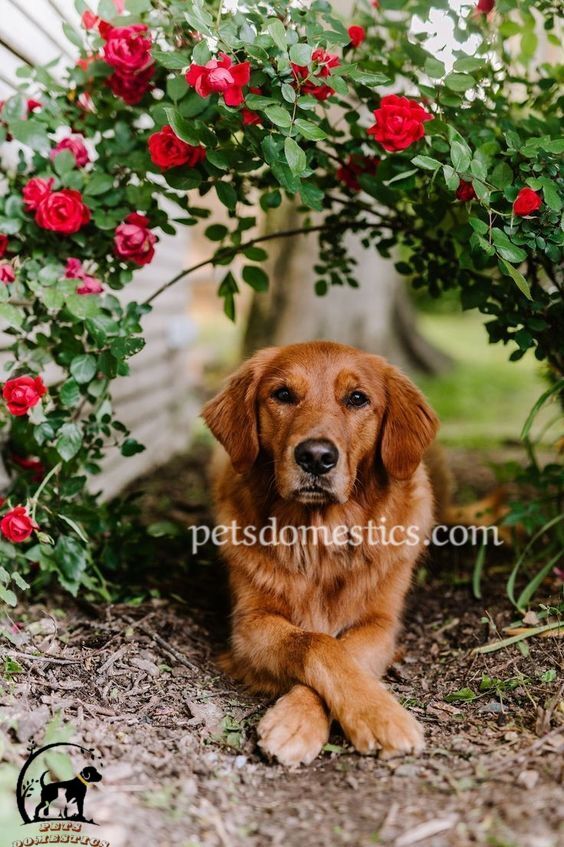 Red Golden Retriever