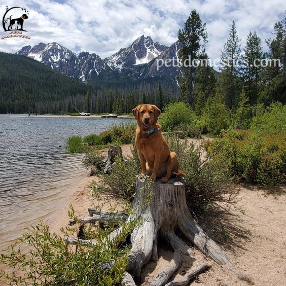 Red Fox Lab