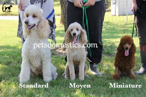 Moyen poodles