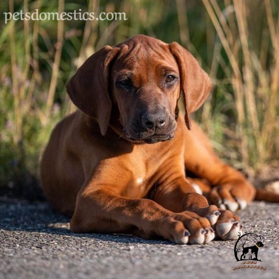 Red Fox Lab