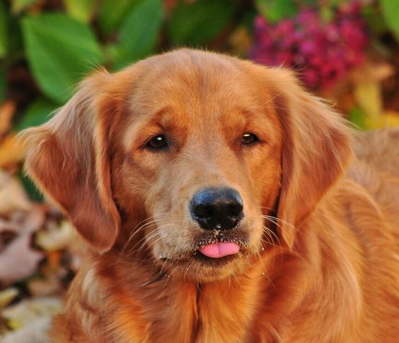 Red Golden Retriever