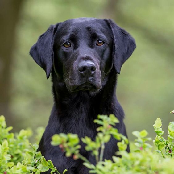 Black Golden Retriever