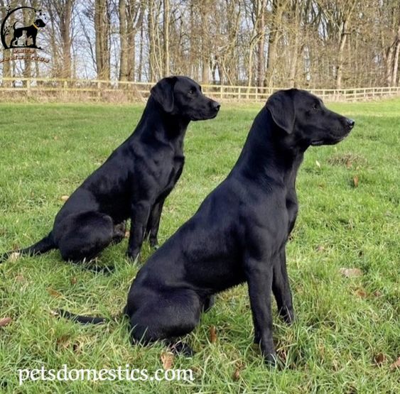 Black Golden Retriever