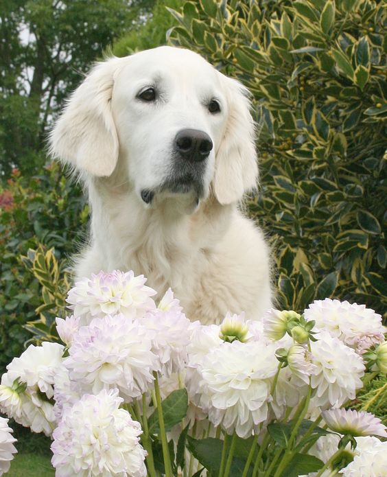 English Cream Golden Retriever